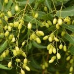 Olio di neem e i suoi numerosi utilizzi